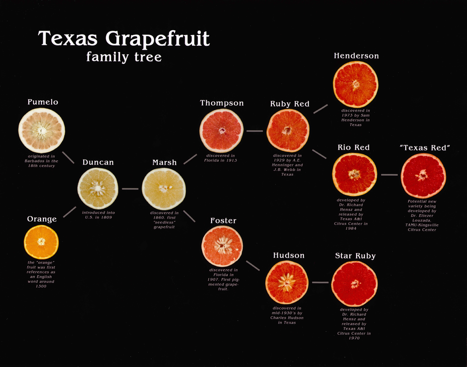 Texas Grapefruit Family Tree